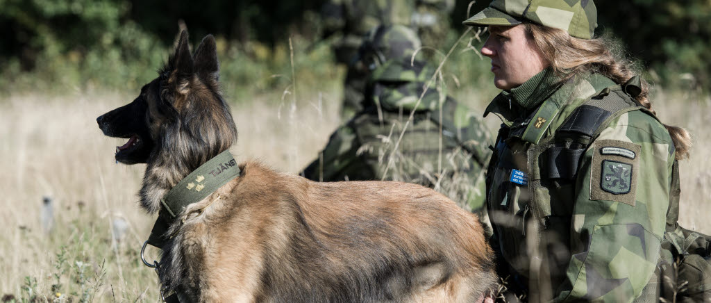Hundförare under bevakningsuppgift.
Amerikanska och franska styrkor övar skytte och sjukvård på skjutfältet SISJÖN söder om GÖTEBORG under upptakten till övning AURORA. Svenskt hemvärn skyddar och bevakar platsen.

Inom ramen för Aurora 17 genomförs övning i Värdlandsstöd ((host nation support). Denna övnings syfte är att utveckla samverkansformerna med civila och andra militära aktörer. 

För att öka den militära förmågan genomför Försvarsmakten under september försvarsmaktsövning Aurora 17. Aurora 17 är detn första och största övningen i sitt slag på mer än 20 år. Samtliga stridskrafter och fler än 20000 män och kvinnor kommer att delta. Det är en nationell övning som bygger ett starjare försvar och ökar den samlade förmågan att möta ett angrepp på Sverige. Under Aurora 17 kommer även ett flertal myndigheter och militära förband från andra länder delta. 