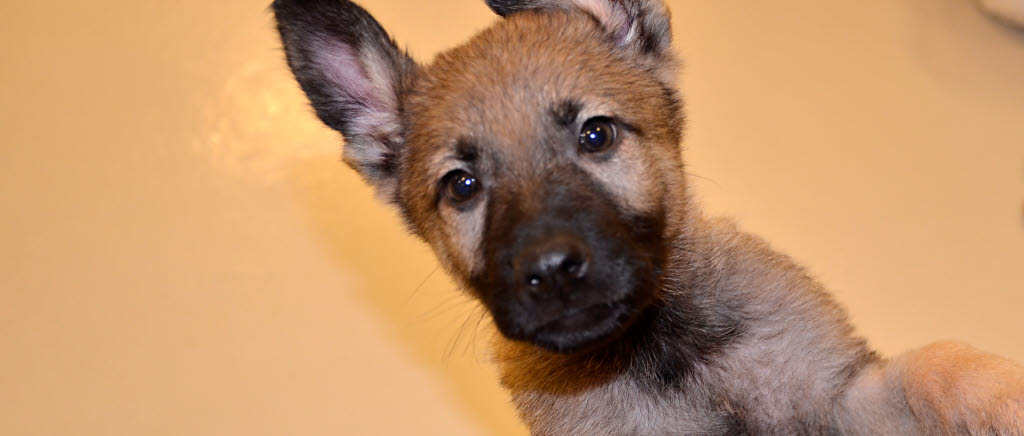 hundvalp vid Försvarsmaktens hundtjänstenhet.