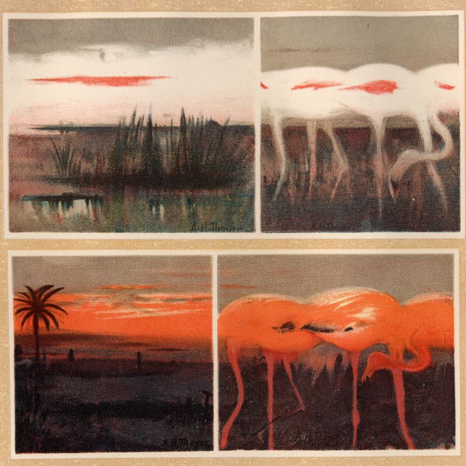 Plate_X_White_and_Red_Flamingoes_and_The_Skies_They_Simulate_by_Thayer.jpg