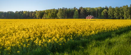 Miljö, vår