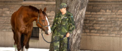 Hästar Kavallerikasern