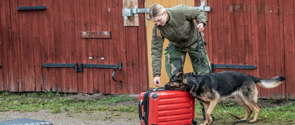 Våra skarpaste hundekipage