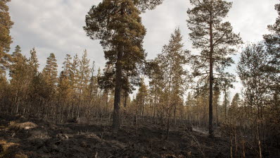 Skogsbrandens härjningar vid norra begränsningslinjen.

Samlade resurser från olika myndigheter hjälps åt att bekämpa skogsbranden vid Älvdalens skjutfält. Försvarsmakten bidrar med flera resurser men i huvudsak med personal ur hemvärnet och helikopterflotiljen.