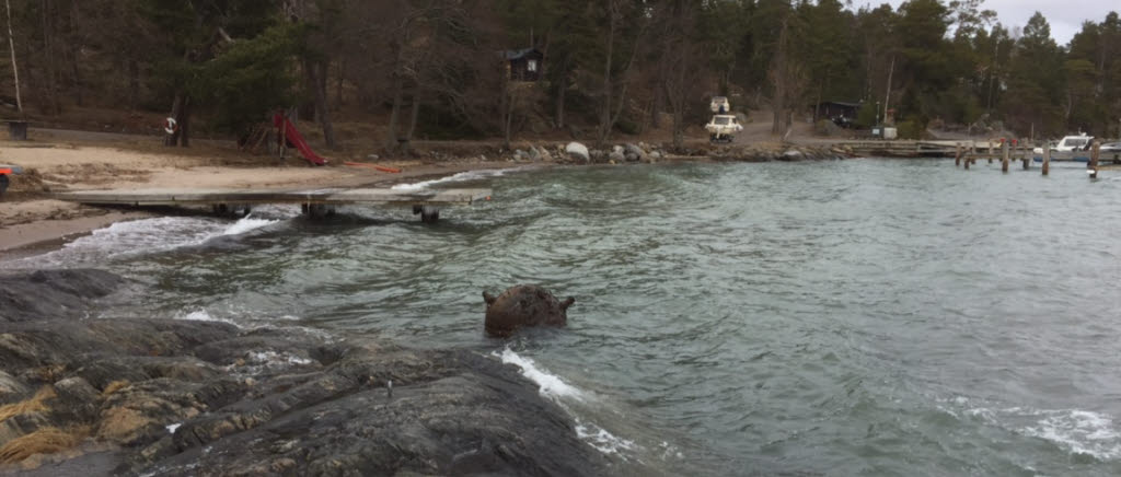 Svensk sjömina, modell F 31, i strandkanten vid ön Långgarn, Stockholms skärgård.