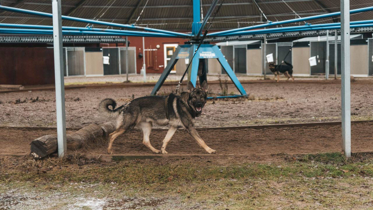 Försvarsmaktens hundtjänstenhet blir en del av Luftstridsskolan 2022.