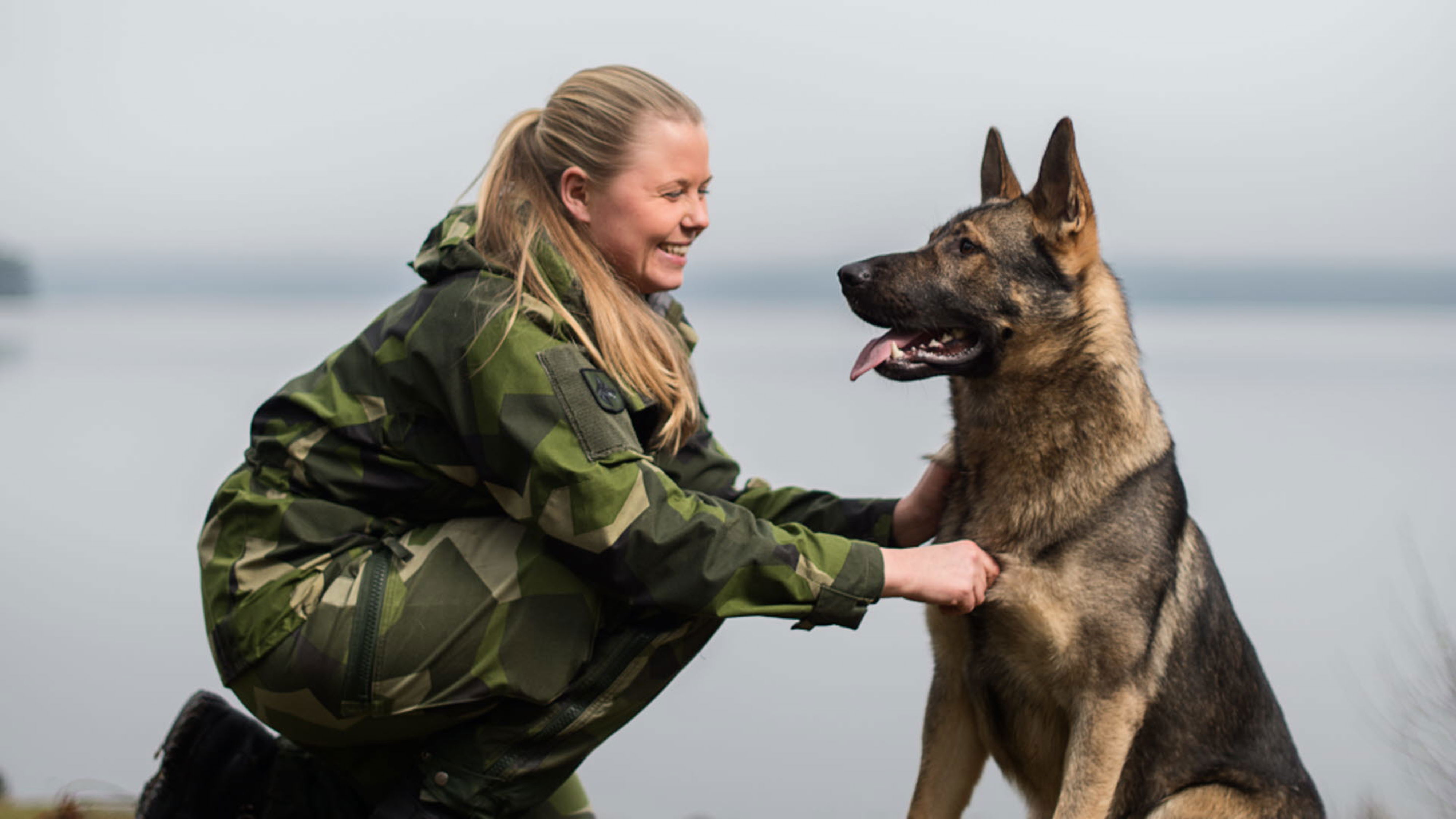 Alla hundar som Försvarsmakten föder upp klarar inte testet.