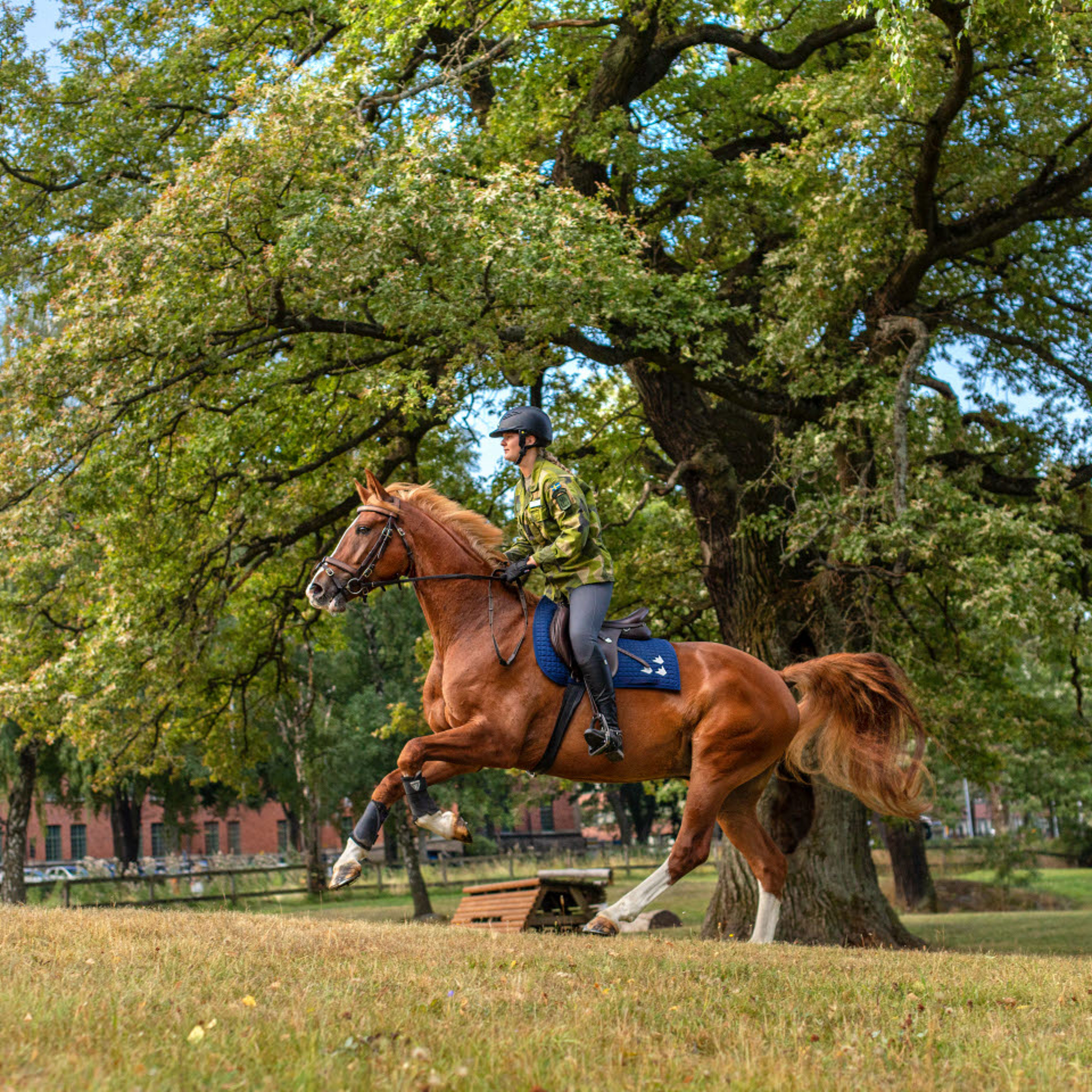 En ryttare på unghäst vid högvakten.
