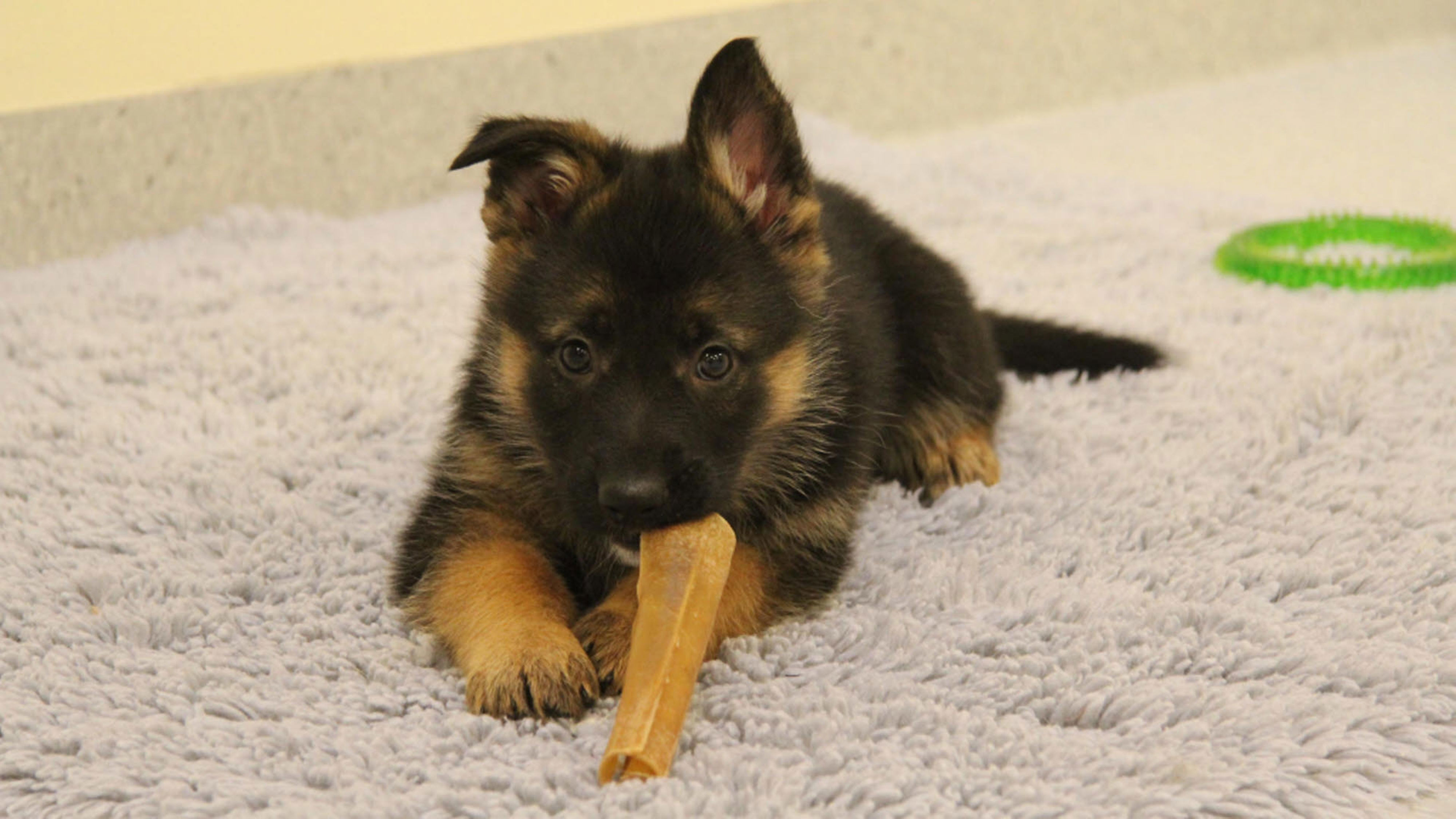 Försvarsmakten söker hela tiden efter lämpliga fodervärdsfamiljer.