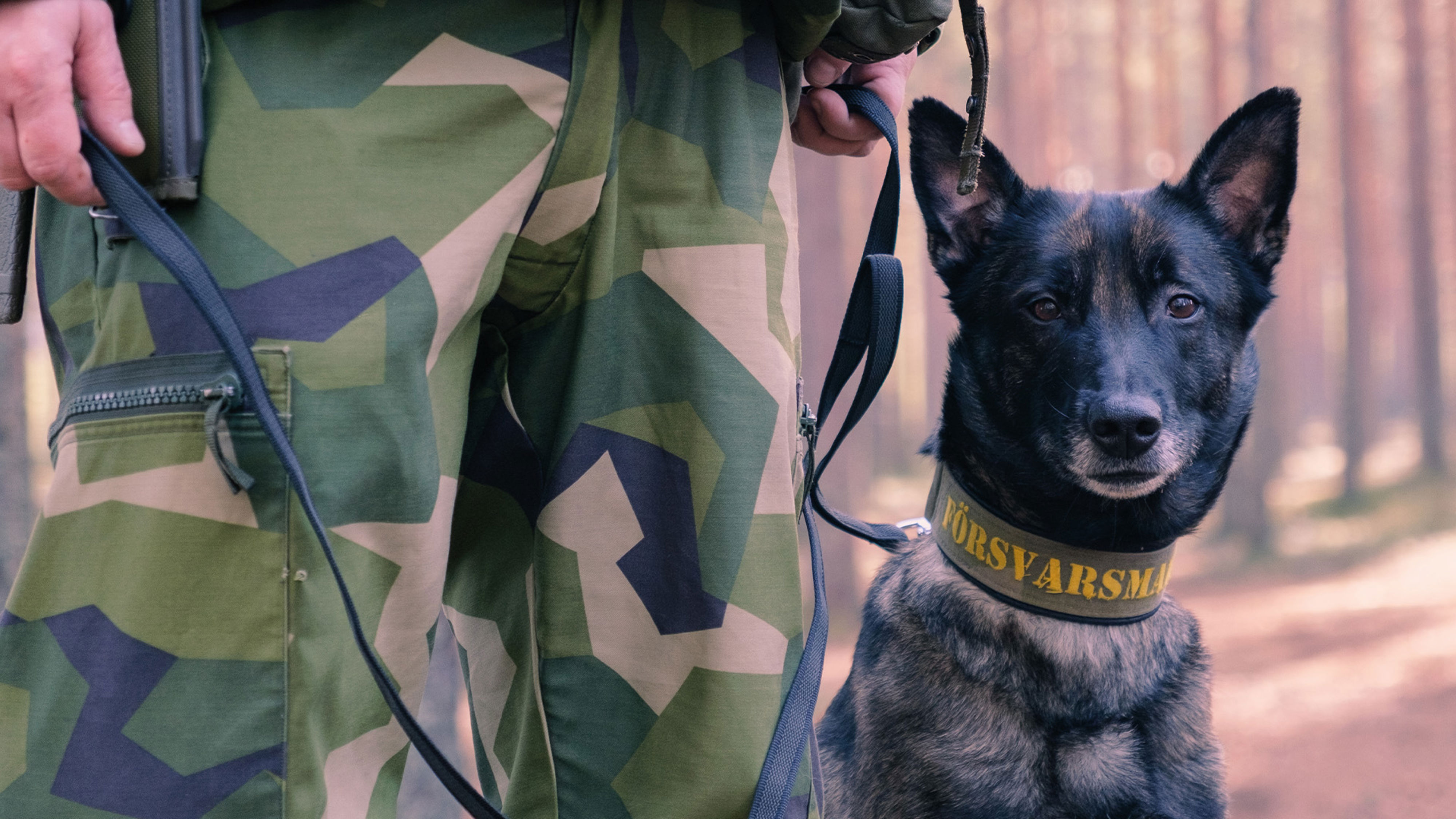 Soldat står tillsammans med en tjänstehund i Försvarsmakten.