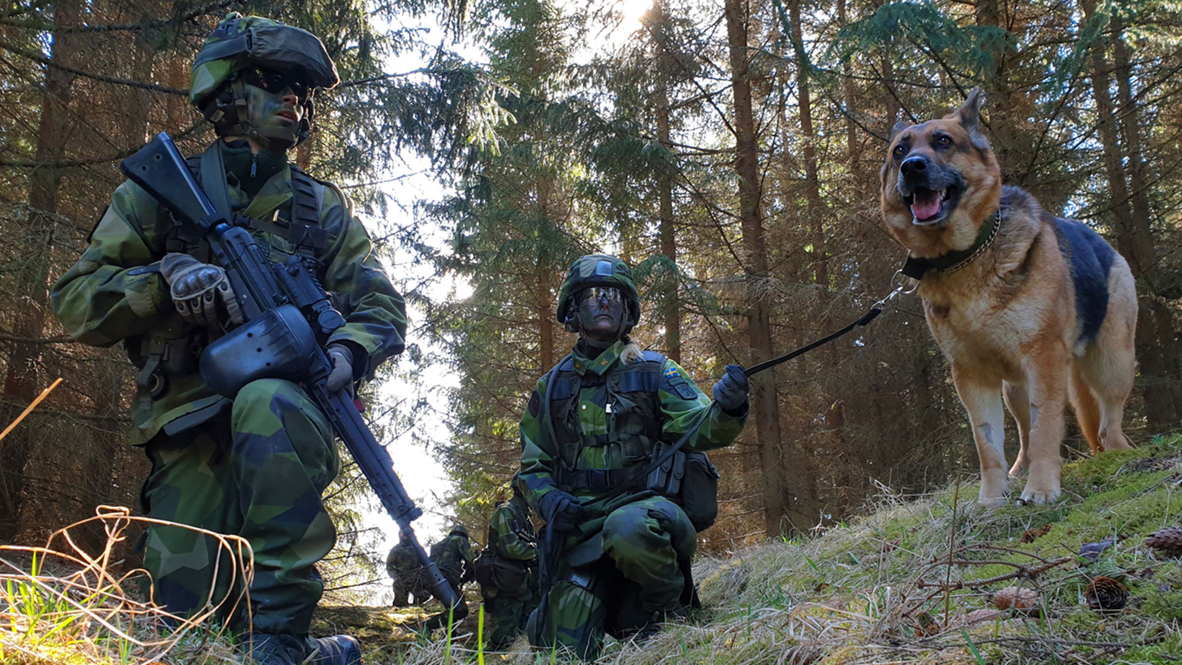 Soldater i fält tillsammans med tjänstehund.