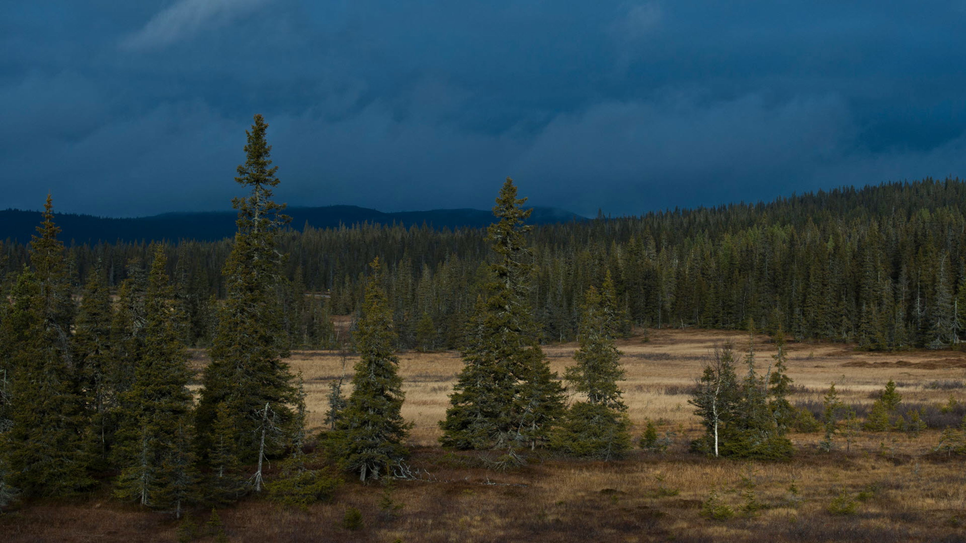 Bild på skog under natten